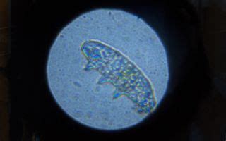 Yes, You Can See Tardigrades with a Cheap Optical Microscope | Live Science