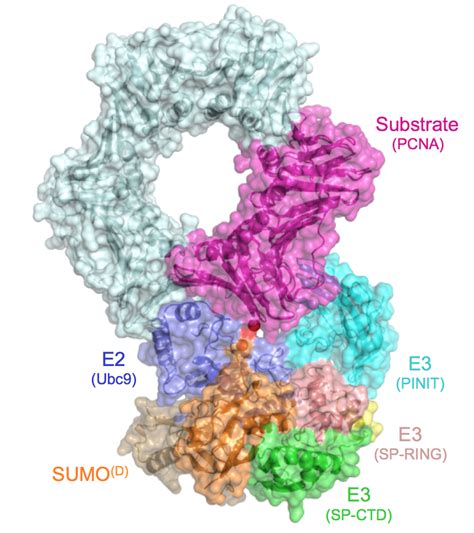 Post-Translational Protein Modification by Ubiquitin-like Proteins | Sloan Kettering Institute