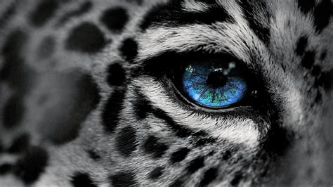 Black White Jaguar - backiee