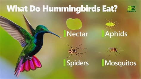 What Do Hummingbirds Eat? - IMP WORLD