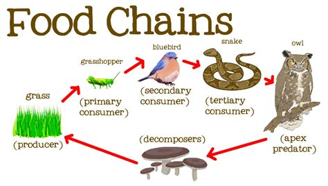 What is the difference between a producer, secondary consumer, primary ...