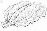 Lettuce Coloring Pages sketch template
