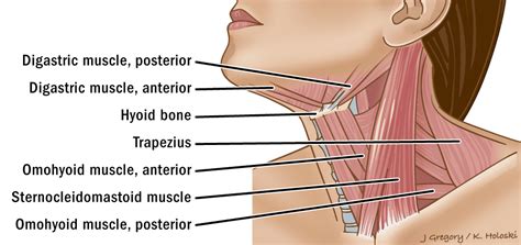 Primary Neck Cancers ‣ Anatomy