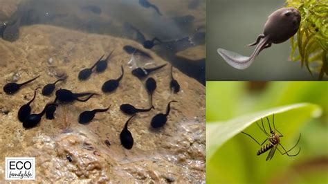 Do Tadpoles Eat Mosquito Larvae? | Yes! - Eco Family Life