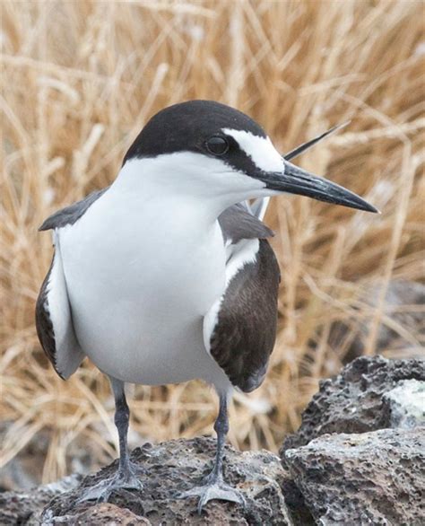 Sooty Tern - BirdForum Opus | BirdForum