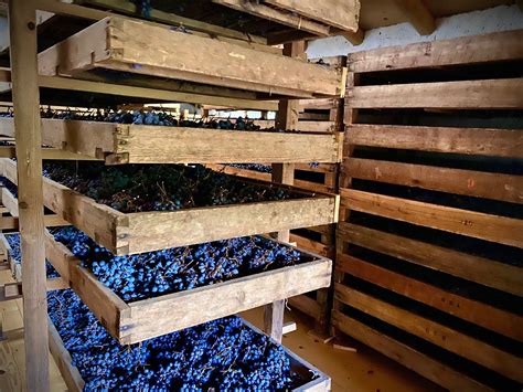 The appassimento process of Valpolicella wines | Romeo And Juliet Guide Verona