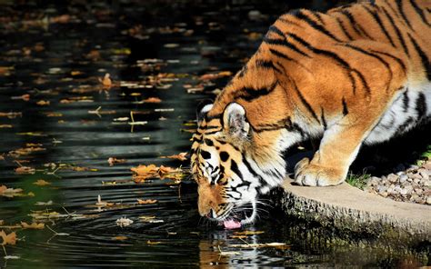 Tiger Drinking Water Wallpapers - Top Free Tiger Drinking Water Backgrounds - WallpaperAccess