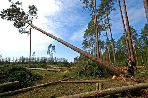 How Many Trees Are Being Cut Down Each Year?