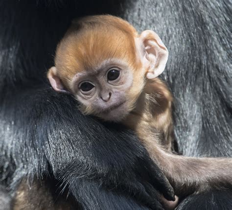 'Incredibly Rare' Monkey Which Faces Extremely High Risk of Extinction Born in Zoo - Newsweek