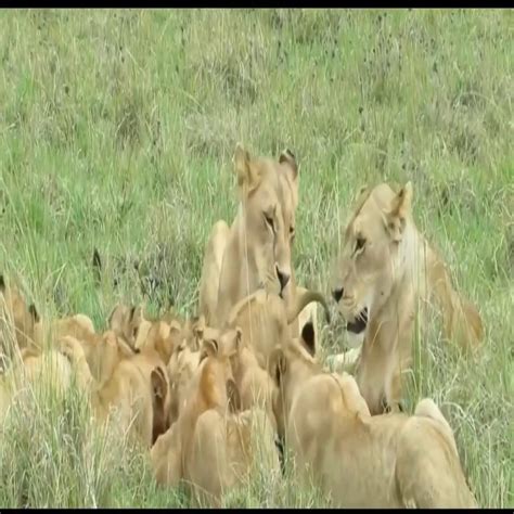 Watch a lion hunt a zebra after many attempts of predation | lion ...