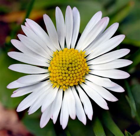 Daisy Flowers Information | Garden Guides