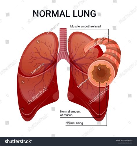 Healthy Lungs Vector Diagram Illustration Stock Vector (Royalty Free ...