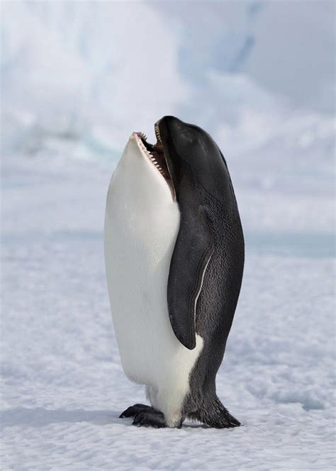 Orca Penguin