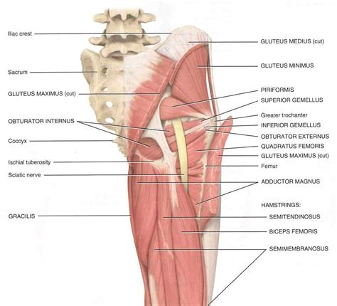 What is Piriformis Syndrome? | Causes, Symptoms & Treatment.