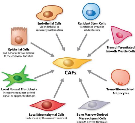 Origins of cancer-associated fibroblasts. Cancer-associated... | Download Scientific Diagram