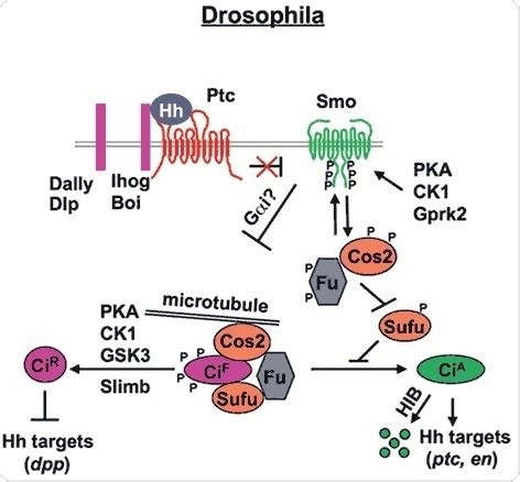 An Overview of Hedgehog Signaling Pathway