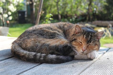 Why Do Cats Curl Into Balls When Sleeping? 3 Reasons For This Behavior | Hepper