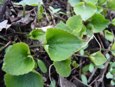 Wild Violet: Pictures, Flowers, Leaves & Identification | Viola odorata