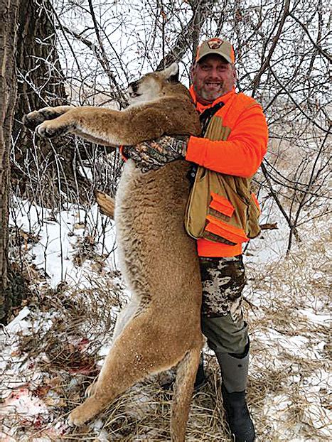 Minot man stops a mountain lion attack at close range | News, Sports, Jobs - Minot Daily News