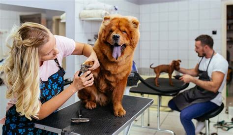 What You Need to Be A Professional Dog Groomer - Walmart.com