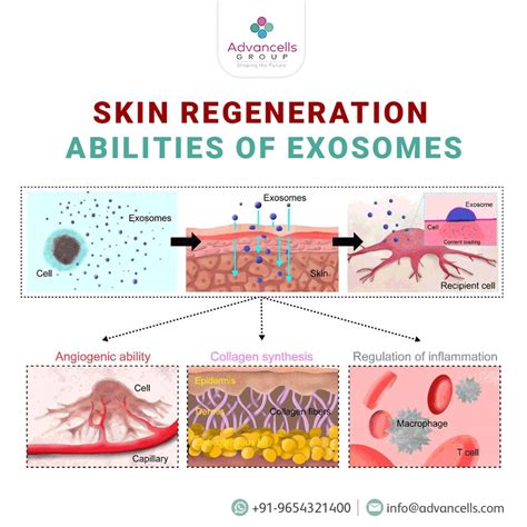 Skin Regeneration abilities of Exosomes | Skin Regeneration … | Flickr