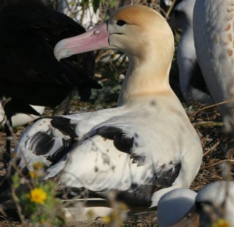 Short-tailed Albatross breeds on US soil