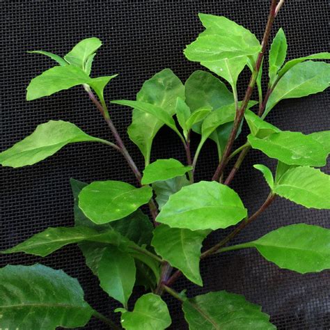 Large Gynura Procumbens / Ashitaba ( Longevity Plant for Diabetes and ...