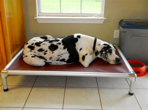 Great Dane Dog Beds | Kuranda Dog Beds®