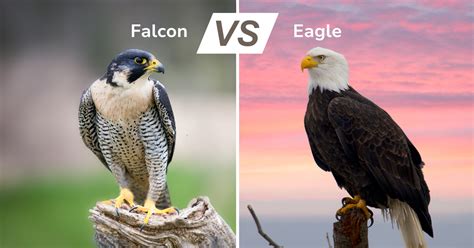 Falcon vs Eagle: The Ultimate Avian Showdown