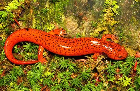 Salamander - Description, Habitat, Image, Diet, and Interesting Facts