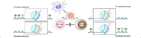 Epigenetic modifications in Th1 and Th2 cell differentiation have been... | Download Scientific ...