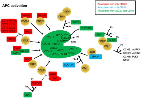 The role of Anaphase Promoting Complex activation, inhibition and substrates in cancer ...