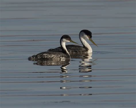 Western Grebe - Facts, Diet, Habitat & Pictures on Animalia.bio