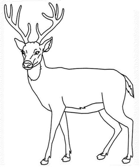 Mule Deer Drawing | Free download on ClipArtMag