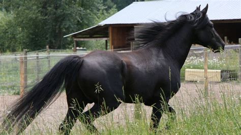 Black Beauty (1994 film) - Alchetron, the free social encyclopedia