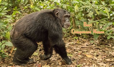 220+ Best Chimpanzee Names - Popular Chimpanzee Name Ideas