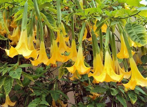 Aliexpress.com : Buy Angel Trumpet Yellow BRUGMANSIA SEEDS Huge ... | Rare flowers, Angel ...