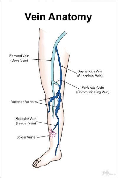 Schematic of Leg Veins [IMAGE] | EurekAlert! Science News Releases