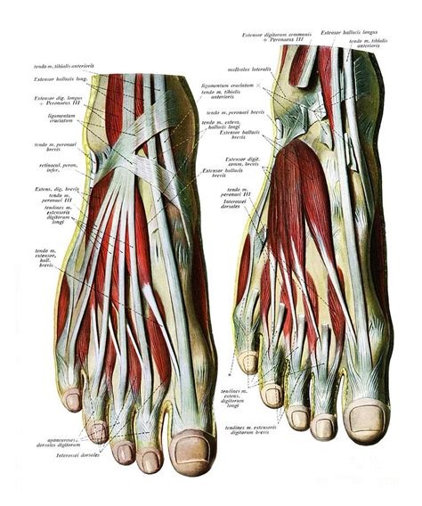 Extensor Foot Tendons Ankle Anatomy Anatomy Images Extensor Tendonitis | The Best Porn Website