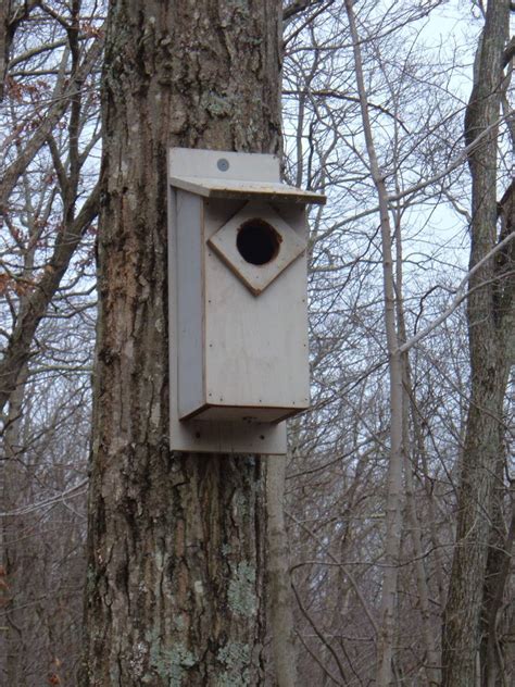 Screech Owl House Plans: How to Build a Screech Owl Box - FeltMagnet