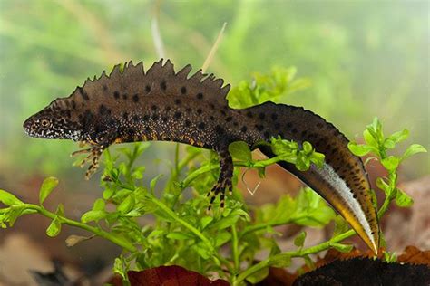 Triturus cristatus - Crested Newt | Reptiles and amphibians, Amphibians, Animal groups