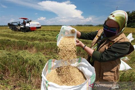 Relaksasi UU Cipta Kerja dinilai mampu dorong produktivitas pertanian - ANTARA News