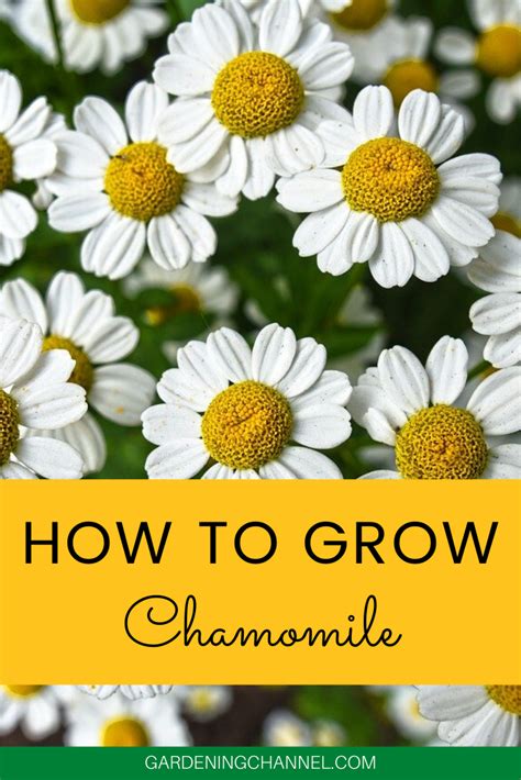 How to Grow Chamomile - Gardening Channel | Chamomile growing, How to grow chamomile, Growing ...