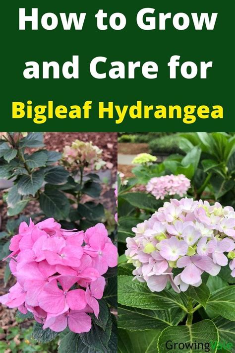 Bigleaf Hydrangea Hydrangea Plant Care, Quick Fire Hydrangea, Hydrangea Shade, Pruning ...