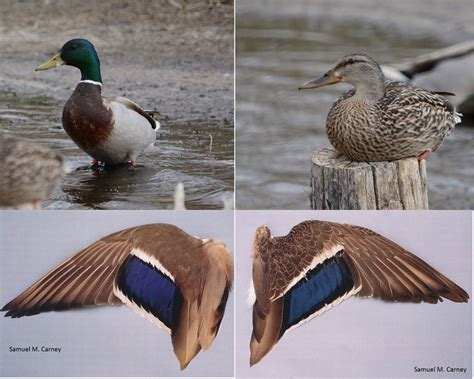 Female And Male Mallard Duck