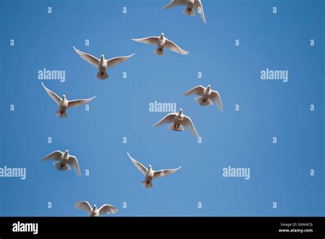 White Pigeons Flying on blue sky Stock Photo - Alamy