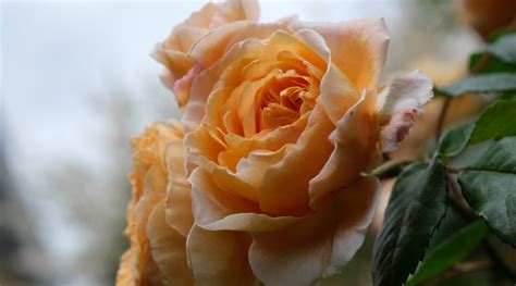 Peach Rose Meaning, History and 6 Interesting Facts – Rosaholics