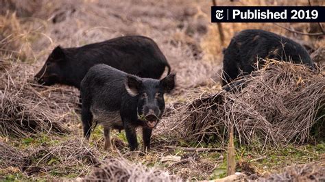 Feral Pigs Roam the South. Now Even Northern States Aren’t Safe. - The New York Times