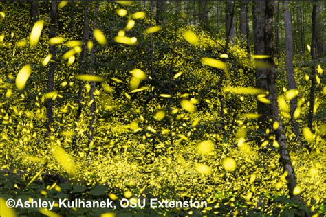 Synchronous Fireflies | Ohio State University Extension in Allen County