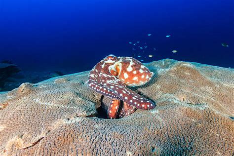 Octopus Camouflage Stock Photos, Pictures & Royalty-Free Images - iStock